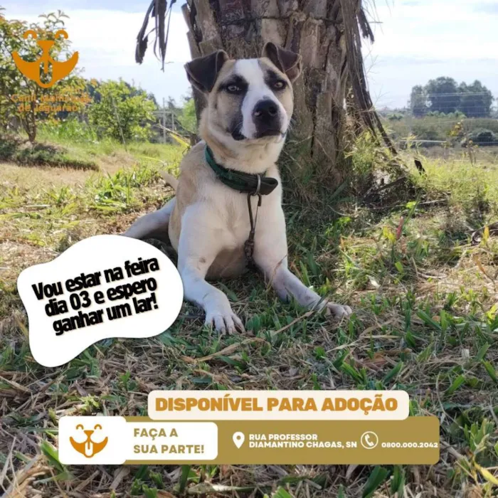 Participe da Feira de Adoção de Animais em Jaguarão no dia 3 de maio de 2025. Encontre seu novo melhor amigo e faça a diferença na vida de um animal!