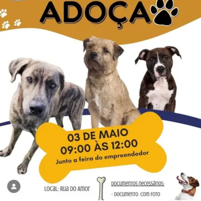 Encontre seu Novo Amigo no Evento de Adoção em Jaguarão!