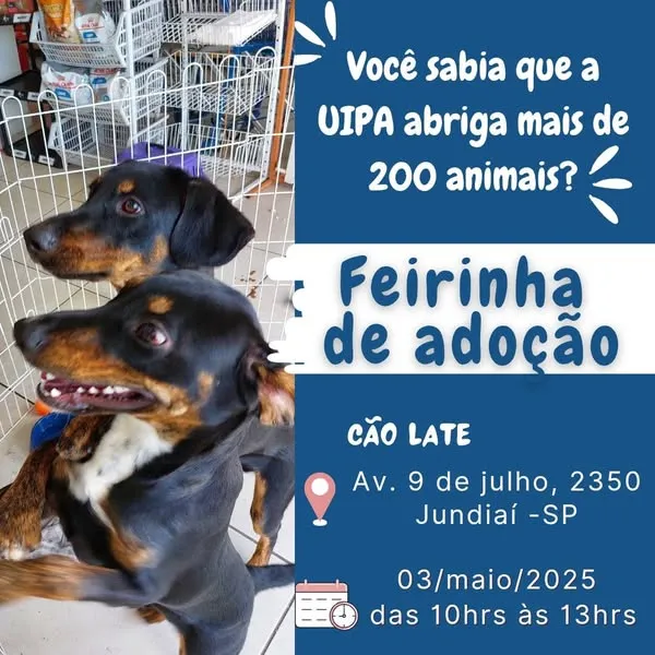 Feirinha de Adoção na Uipa: Encontre Seu Novo Amigo em Jundiaí!