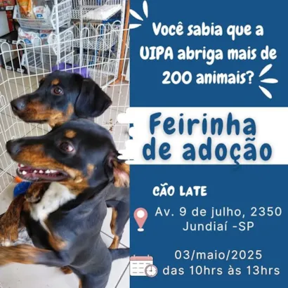 Feirinha de Adoção na Uipa: Encontre Seu Novo Amigo em Jundiaí!