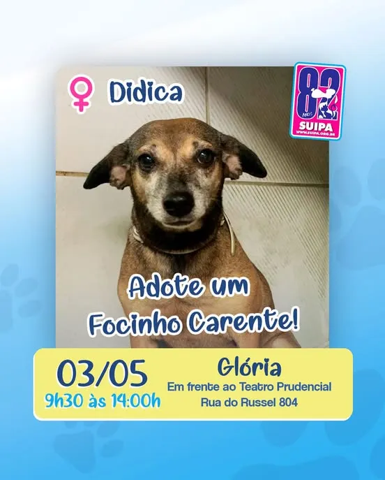 Adote um focinho carente no RJ! Participe da nossa feira de adoção em 3 de maio, das 9h30 às 14h, na Glória. Encontre seu novo amigo!