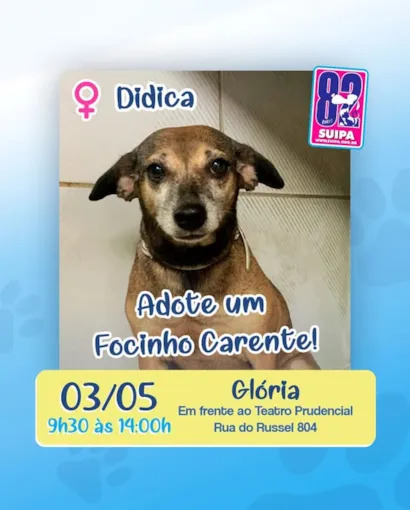 Adote um Focinho Carente: Evento de Adoção de Animais no RJ!