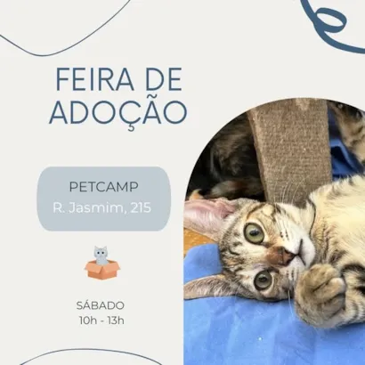 Feira de Adoção de Animais: Encontre seu Novo Melhor Amigo em Campinas!