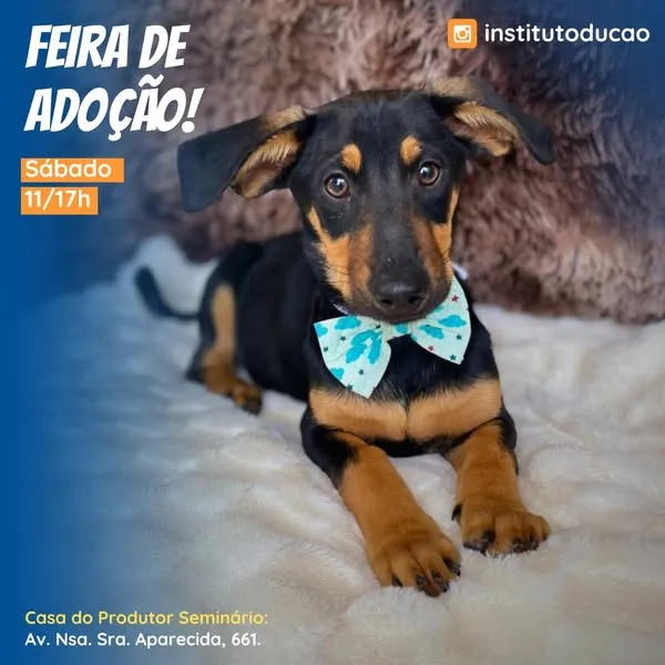 Participe da Feira de Adoção de Animais em Curitiba no dia 24 de maio de 2025, das 11h às 17h. Encontre seu novo amigo e ajude a mudar vidas!