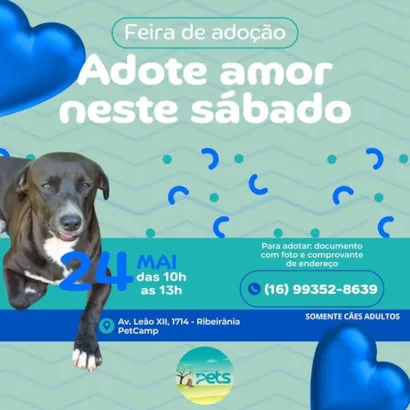 Adote Amor Neste Sábado na Feira de Adoção em Ribeirão Preto