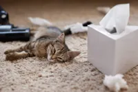 Como Ensinar Gato Filhote a Usar a Caixa de Areia