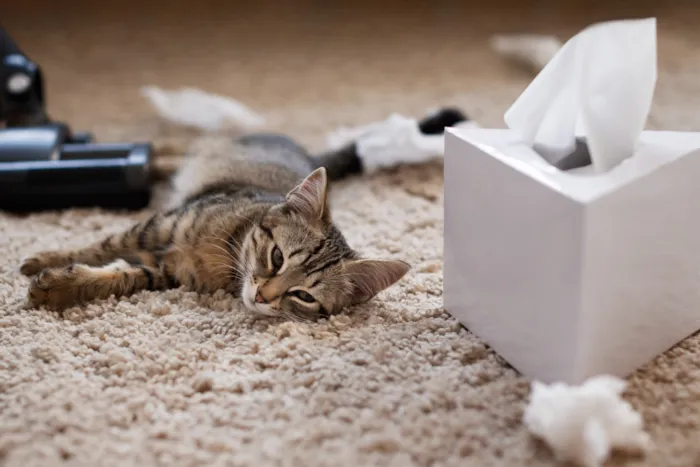 Como Ensinar Seu Gato Filhote a Usar a Caixa de Areia: Um Guia Completo para Tutores