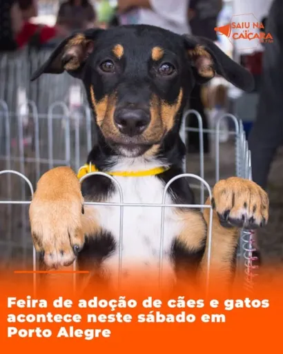 Transforme uma Vida: Adote um Amigo em Porto Alegre