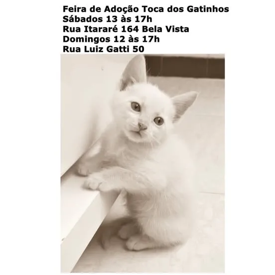 Encontre seu novo amigo na Feira de Adoção Toca dos Gatinhos em São Paulo. Sábados e domingos com gatinhos cheios de amor para dar!