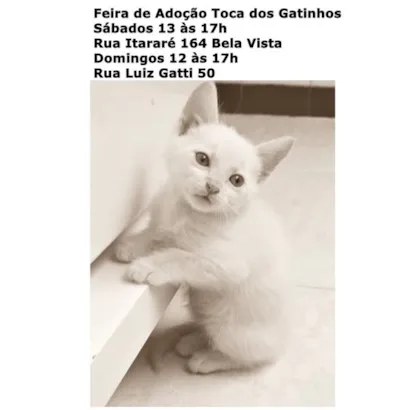 Encontre seu Amigo Felino na Feira de Adoção Toca dos Gatinhos