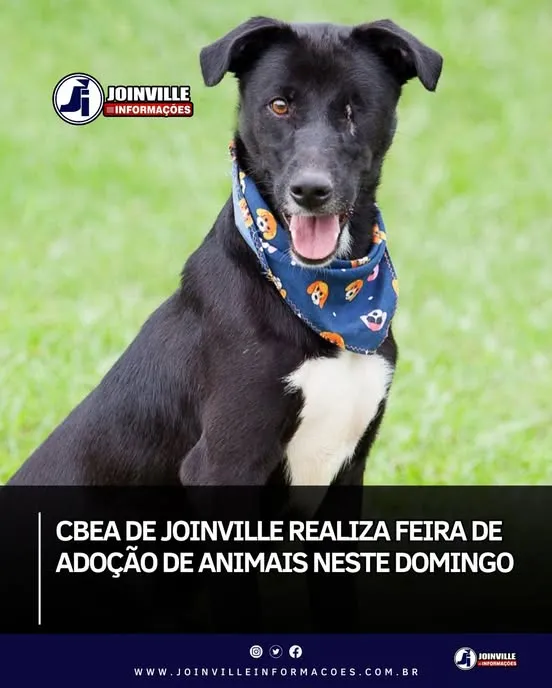 Descubra como adotar seu novo amigo na feira de adoção em Joinville. Não perca!