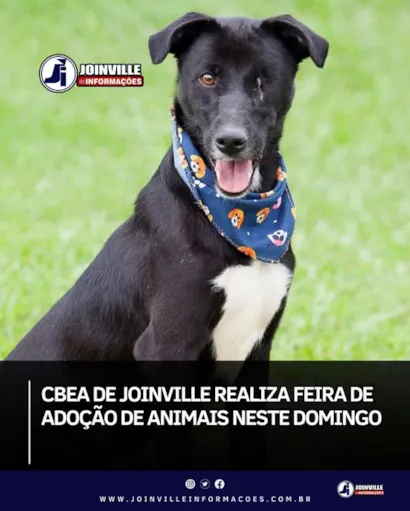 Encontre Seu Amigo de Quatro Patas em Joinville