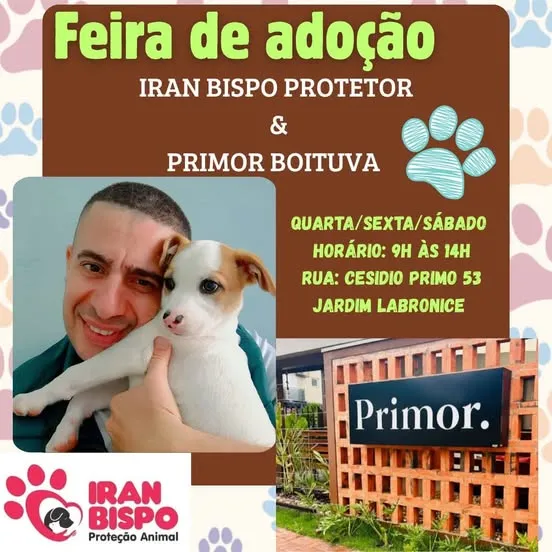 Participe da Feira de Adoção em Boituva e ajude animais resgatados a encontrarem um lar. Organizado por Iran Bispo Protetor e Primor Boituva.
