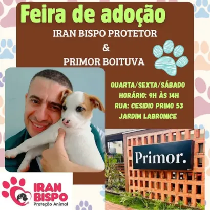 Venha Transformar Vidas: Feira de Adoção em Boituva!