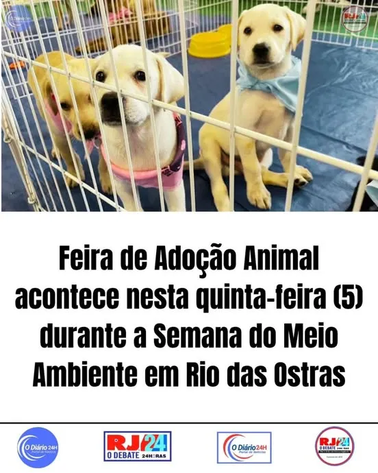 Participe da Feira de Adoção Animal em Rio das Ostras, durante a Semana do Meio Ambiente. Encontre seu novo companheiro!