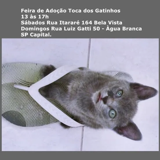 Participe da Feira de Adoção Toca dos Gatinhos em SP e encontre o seu novo melhor amigo. Evento acontece todos os sábados e domingos. Saiba mais!