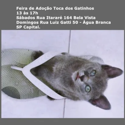 Descubra seu Novo Melhor Amigo na Feira de Adoção Toca dos Gatinhos