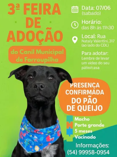 Adote um Amigo em Farroupilha: Feira de Adoção 2025