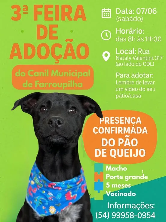 Participe da feira de adoção em Farroupilha, RS, e encontre seu novo amigo de quatro patas. Dia 07/06/2025. Confira mais detalhes!