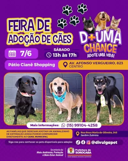 Dê uma Chance: Adote um Amigo de Quatro Patas!