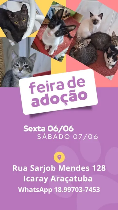 Venha Adotar um Amigo Especial