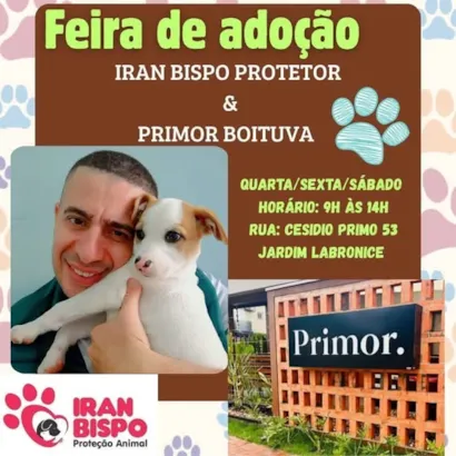 Venha Transformar Vidas na Feira de Adoção em Boituva!