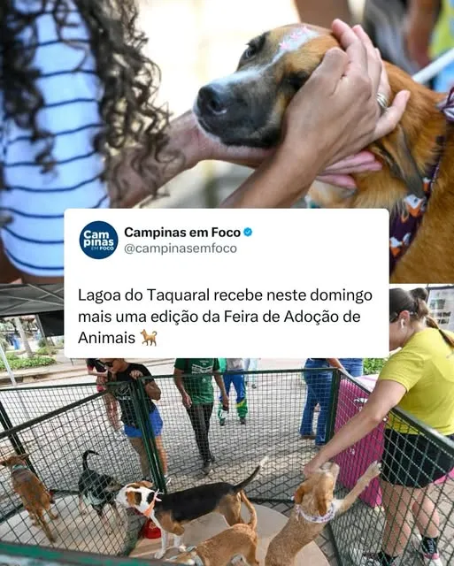 Não perca a Feira de Adoção de Animais na Lagoa do Taquaral, Campinas. Encontre seu novo melhor amigo neste domingo!