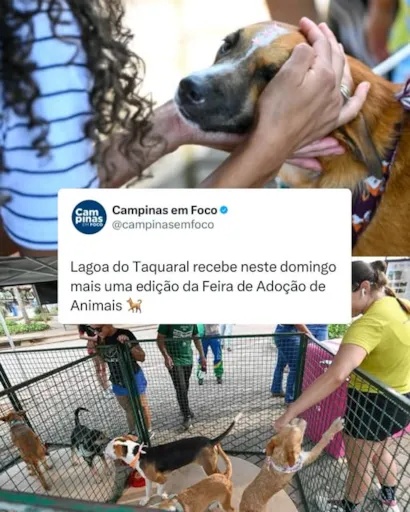 Venha Encontrar Seu Novo Melhor Amigo na Feira de Adoção da Lagoa do Taquaral