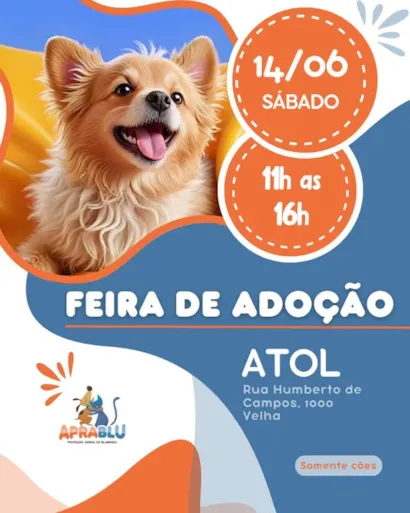 Encontre Seu Novo Amigo na Feira de Adoção de Blumenau!