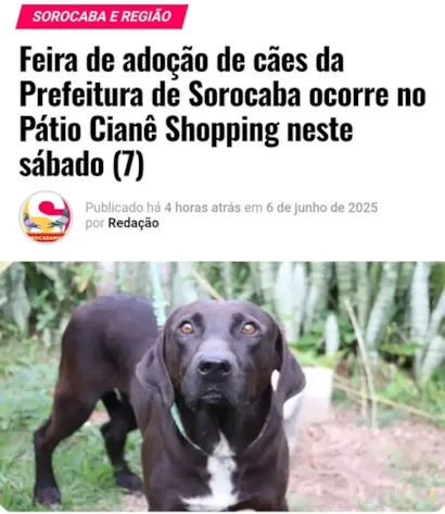 Adote um Amigo: Feira de Adoção de Cães em Sorocaba