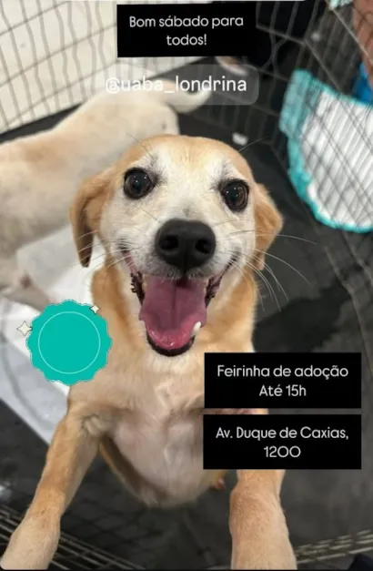 Venha Encontrar Seu Novo Melhor Amigo!