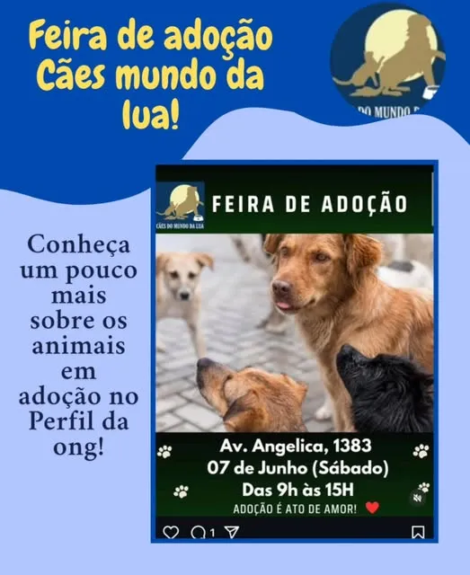 Venha adotar um amigo na Feira de Adoção Cães Mundo da Lua, em São Paulo. Dia 7 de Junho, das 9h às 15h, na Av. Angelica. Adoção é ato de amor!