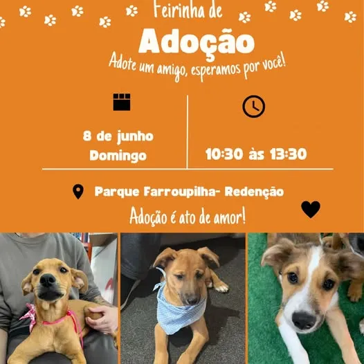 Participe da Feirinha de Adoção em Porto Alegre no dia 8 de junho de 2025. Adote um amigo e faça a diferença!