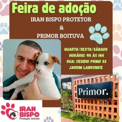 Encante-se na Feira de Adoção em Boituva!