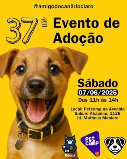 Participe da 37ª Feira de Adoção em Rio Claro no dia 07/06/2025. Ofereça um lar e transforme a vida de um animal!