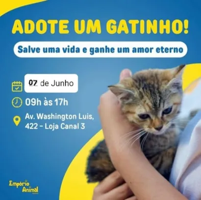 Feira de Adoção de Gatinhos
