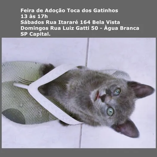 Adote um gatinho em São Paulo na Feira de Adoção Toca dos Gatinhos. Todos os sábados e domingos em locais estratégicos na cidade.