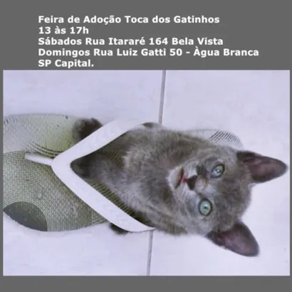 Adote um Gatinho: Feira de Adoção Toca dos Gatinhos