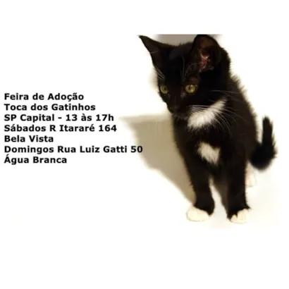 Venha Adotar um Aumigo na Feira de Adoção na Toca dos Gatinhos!