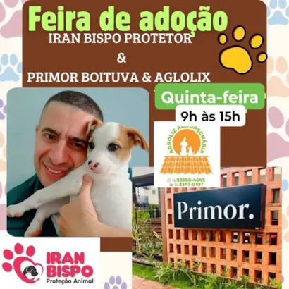 Encontre Seu Novo Melhor Amigo na Feira de Adoção!