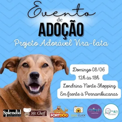 Encontre Seu Novo Amigo no Evento de Adoção