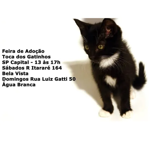 Participe da Feira de Adoção Toca dos Gatinhos em São Paulo e encontre um novo amigo felino. Todos os sábados e domingos à tarde. Confira os endereços!