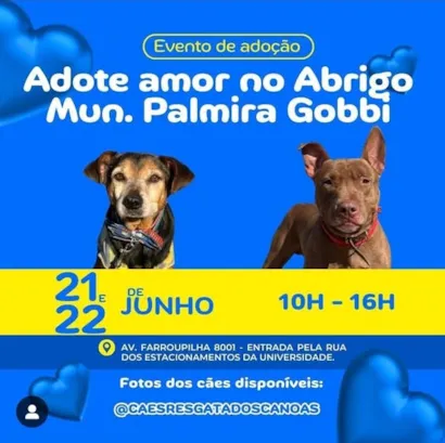 Adote Amor no Abrigo Municipal Palmira Gobbi