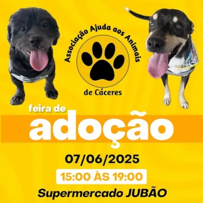 Feira de Adoção: Encontre Seu Novo Amigo de Quatro Patas!