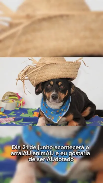 ArraiAU: A Festa Junina de Adoção Pet em Navegantes
