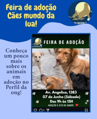 Participe da Feira de Adoção: Cães Mundo da Lua!