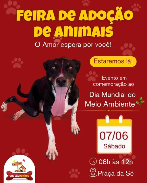 Participe da Feira de Adoção de Animais em São Paulo na Praça da Sé. Faça a diferença e adote um amigo!
