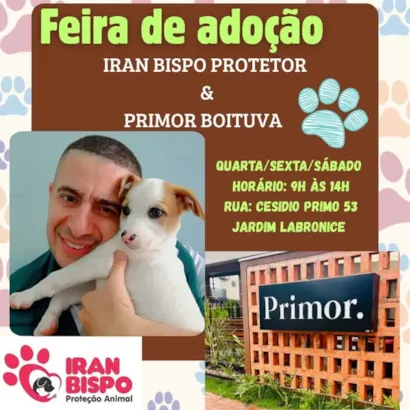 Encontre seu novo amigo na Feira de Adoção de Primor Boituva