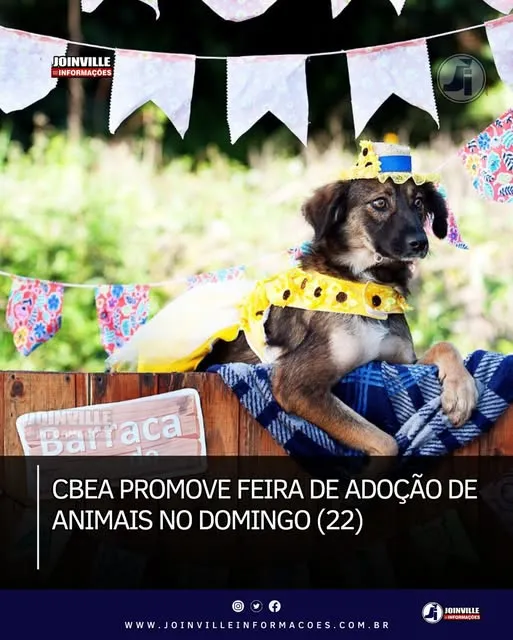 Feira de Adoção de Animais em Joinville: Encontre um Amigo no Domingo!