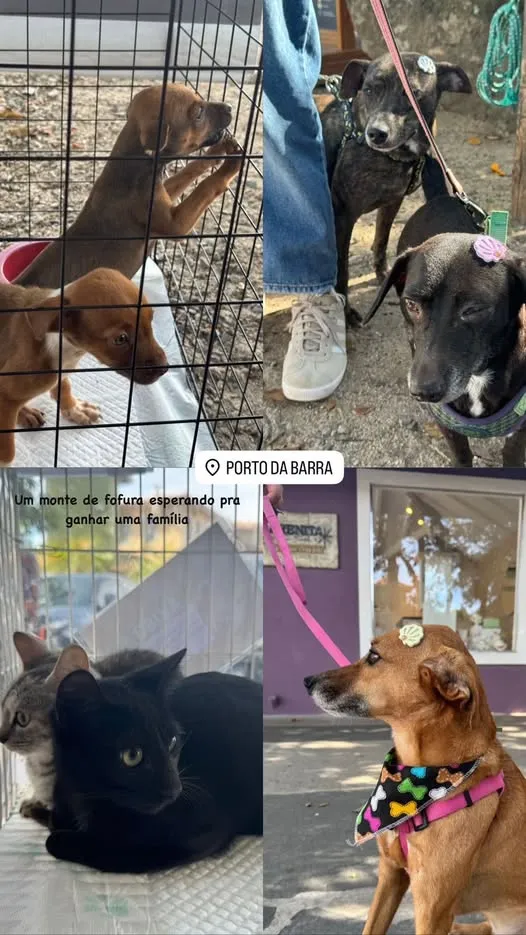 Participe da Feira de Adoção no Porto da Barra em Salvador e leve para casa um novo amigo de estimação! Adote amor.